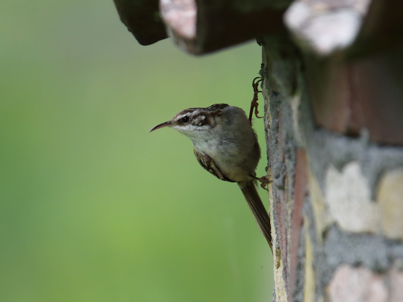 Vogels